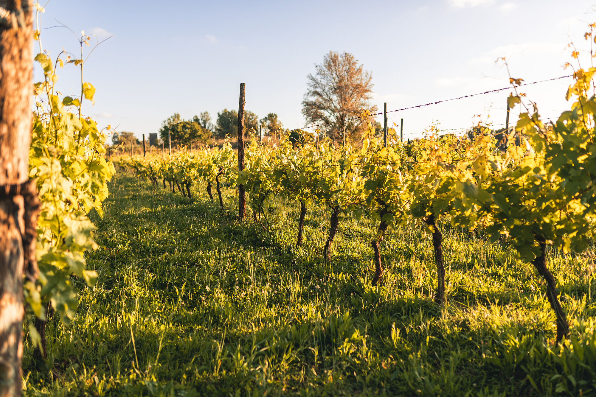 Vineyard at sunset — sustainable viticulture